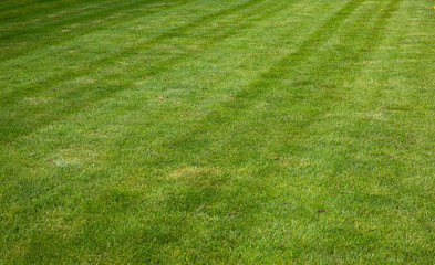 Green grass background with nice lines