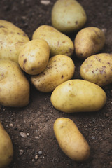 New potatoes, characteristic for their thin skin, are harvested when the ripening is not complete. In the photo potatoes on wooden table
