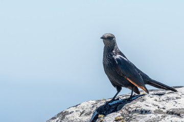 Bird in South Africa