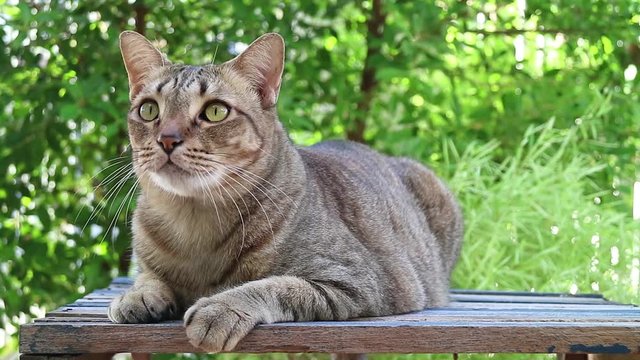 a cute cat is crouching on wooden table while watching around with green tree as background
