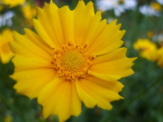 Beautiful bright juicy spring flowers in the field