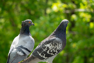 An upset, terrified and focused couple of pigeons sits on the balcony railing and looks out after for her new born chicks after a crow attack on its nest. Blurry green trees in the background.