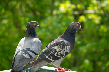 An upset, terrified and focused couple of pigeons sits on the balcony railing and looks out after for her new born chicks after a crow attack on its nest. Blurry green trees in the background.