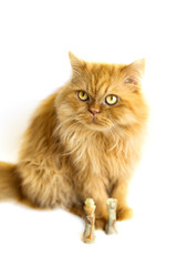 Vertical portrait of persian cat with chess isolated on white background, copy space. Domestic cat. Vaccination, sterilization, business concept. Coronavirus covid-2019 dangerous for cats. Cats day.