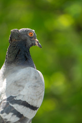 An upset and focused female pigeon sits on the balcony railing and looks out for her new born chicks after a crow attack on its nest. Blurry green trees in the background.
