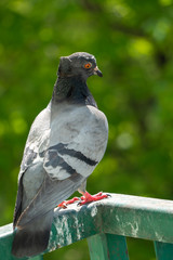 An upset and focused female pigeon sits on the balcony railing and looks out for her new born chicks after a crow attack on its nest. Blurry green trees in the background.