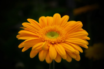 Close-up of a orange gerbera flower on a dark background