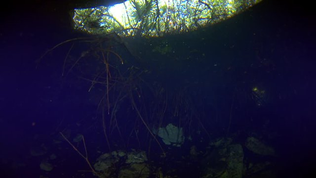 dive into the cenotes, Yucatan, Mexique.