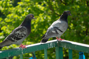 An upset, terrified and focused couple of pigeons sits on the balcony railing and looks out after...