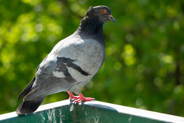 An upset and focused female pigeon sits on the balcony railing and looks out for her new born chicks after a crow attack on its nest. Blurry green trees in the background.