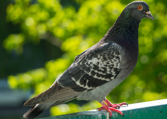 An upset and focused male pigeon sits on the balcony railing and looks out for her new born chicks after a crow attack on its nest. Blurry green trees in the background.