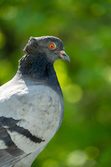 An upset and focused female pigeon sits on the balcony railing and looks out for her new born chicks after a crow attack on its nest. Blurry green trees in the background.