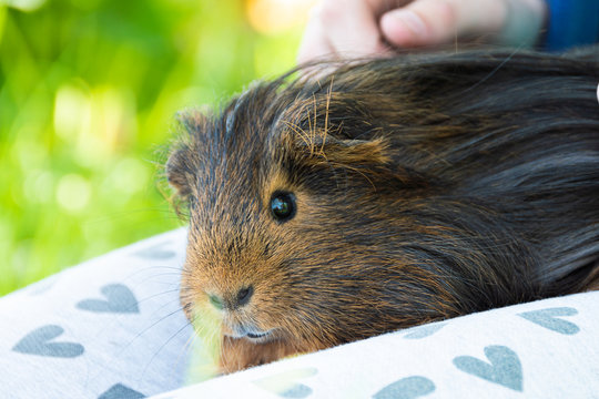 Guinea pig in child's hands, close up.