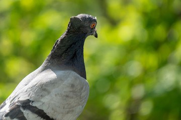 An upset and focused female pigeon sits on the balcony railing and looks out for her new born chicks after a crow attack on its nest. Blurry green trees in the background.