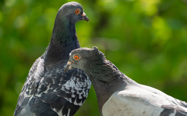 An upset, terrified and focused couple of pigeons sits on the balcony railing and looks out after for her new born chicks after a crow attack on its nest. Blurry green trees in the background.