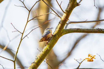 Nuthatch on a branch. Close up