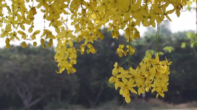 Golden shower tree or colorful yellow cassia fistula blooming , Thailand national flowers
