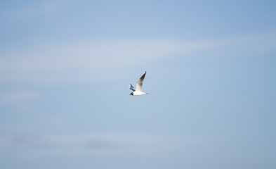 Fototapeta na wymiar flying seagull in the open sky