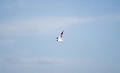 Fototapeta premium flying seagull in the open sky