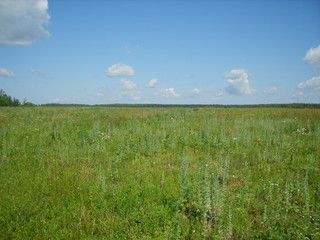 Obraz premium beautiful bright summer field with green forest