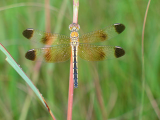 A dragonfly in Anor lake, Orango Island, Bijagos Islands group, Guinea-Bissau.