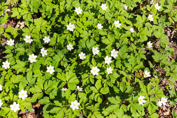 Wood anemone (Anemone nemorosa) - natural floral pattern  (Kaiserstuhl hills, Germany)