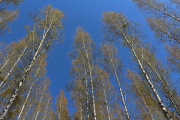 Birch trees in spring against blue sky (Baden, Germany)