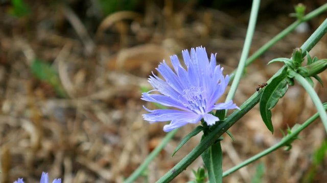 Blue Cichorium flower in Field at green background