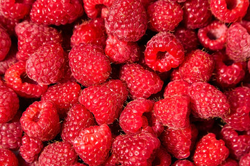 Raspberries background. Red berries of ripe raspberries