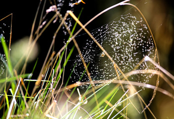Close-up shot of a spider sitting in a web