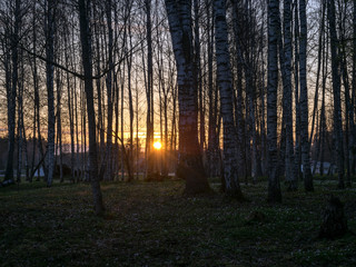 birch grove in spring, early morning
