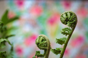 details of green fern rolled leaf