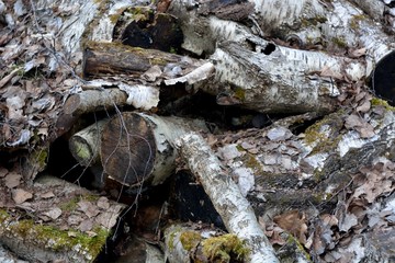 Old sawn wood, walking in the woods.