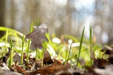 The first spring flowers and shoots.