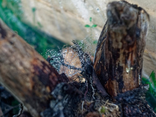 web with raindrops on a tree, Russia