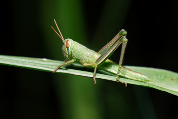 Giant Grasshopper also known as Valanga irregularis.