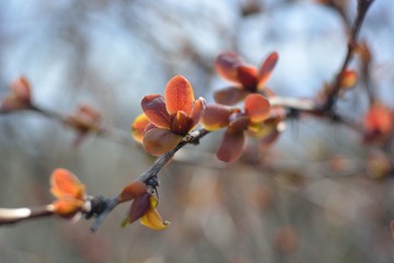 The first spring flowers and shoots.