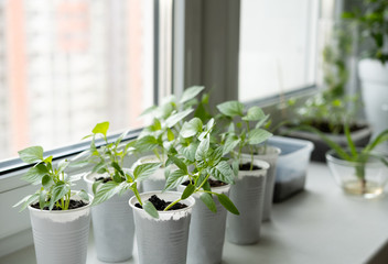Vegetable seedlings on the windowsill in the apartment