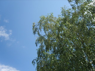 Fototapeta premium Beautiful green birch against the blue sky