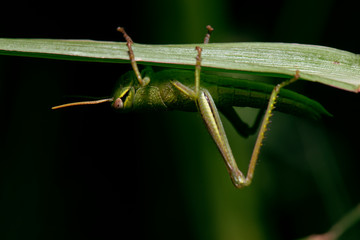 Giant Grasshopper also known as Valanga irregularis.