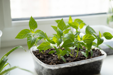 Vegetable seedlings on the windowsill in the apartment