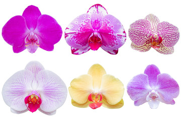 Fototapeta na wymiar Multi Color orchid flower on white background. Photo with clipping path.