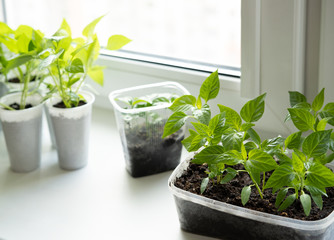 Vegetable seedlings on the windowsill in the apartment