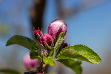 An apple tree that has not yet bloomed. Spring flowering in the garden.