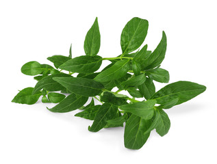 Andrographis paniculata plant on white background