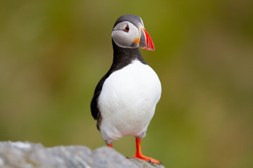 Frailecillo atlántico ( Fratercula arctica), ave marina posada sobre la roca con fondo verde.