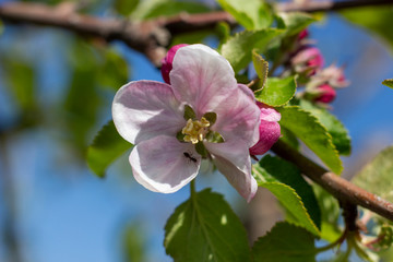 Obraz na płótnie Canvas The color of the apple on which the mosquito sits. Spring flowering of fruit trees.
