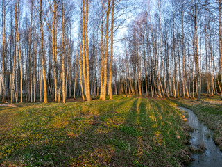 birch grove in spring, early morning, on the ground long shadows of trees, the first green grass and flowers