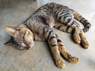 sleeping tabby cat on the floor