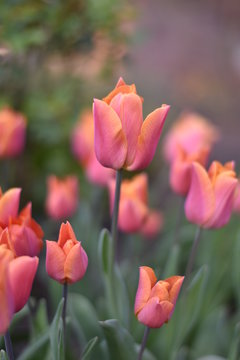 Bl&uuml;hende Tulpen (Tulipa)